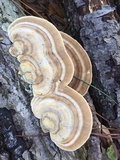 Trametes lactinea image