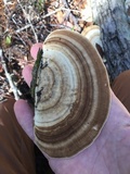 Trametes lactinea image