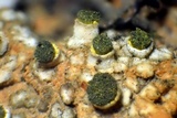 Texosporium sancti-jacobi image