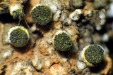 Texosporium sancti-jacobi image