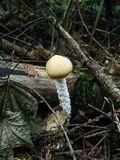 Stropharia hornemannii image