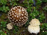 Amanita regalis image