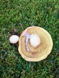 Suillus caerulescens image