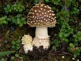 Amanita regalis image