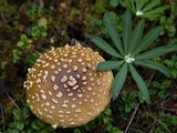 Amanita regalis image