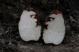 Balsamia polysperma image