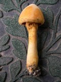 Phaeolepiota aurea image