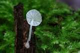 Delicatula integrella image
