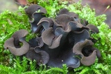 Ionomidotis irregularis image
