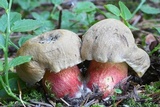 Caloboletus calopus image