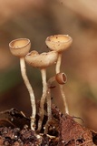 Ciboria amentacea image