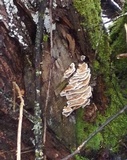 Bjerkandera adusta image