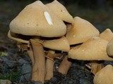 Phaeolepiota aurea image