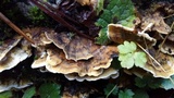 Bjerkandera adusta image