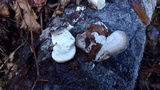 Trametes pubescens image