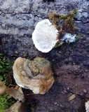 Trametes gibbosa image