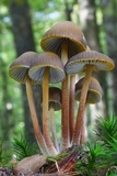 Mycena inclinata image