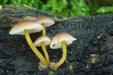 Mycena renati image