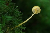 Rickenella fibula image