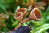 Rutstroemia bolaris image