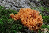 Ramaria subbotrytis image