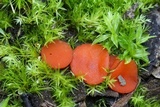 Melastiza cornubiensis image