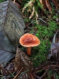 Lactarius subviscidus image