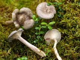 Cantharellula umbonata image