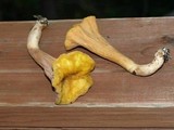 Clavariadelphus truncatus image