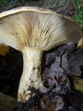 Lactarius argillaceifolius image