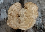 Trametes hirsuta image