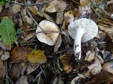 Hygrophorus roseobrunneus image