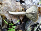 Pseudoclitocybe cyathiformis image