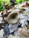 Pseudoclitocybe cyathiformis image