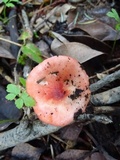 Russula cremoricolor image