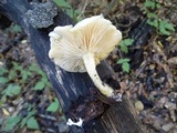Clitocybe salmonilamella image