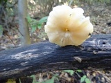 Clitocybe salmonilamella image