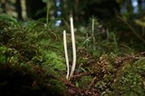 Clavaria acuta image