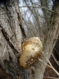 Pleurotus populinus image