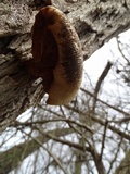 Pleurotus populinus image