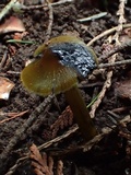 Hygrocybe olivaceonigra image