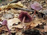 Laccaria amethystina image