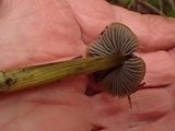 Hygrocybe olivaceonigra image