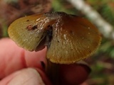 Hygrocybe olivaceonigra image