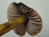 Hygrocybe olivaceonigra image