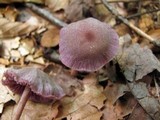 Laccaria amethystina image