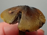 Hygrocybe olivaceonigra image