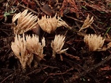 Aphelaria tuberosa image