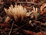 Aphelaria tuberosa image
