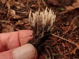 Aphelaria tuberosa image